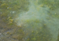 Denizimize kimyasal madde saldılar