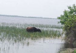 Göller yoksa yaşamda yok