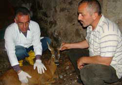 Trabzon'da karaca seferberliği