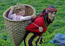 Karadeniz'in arka bahçeleri