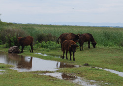 Kızılırmak Deltasına Mandacılık geliştiriliyor