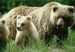 Boz ayılar için barışçıl çözüm