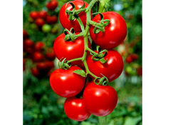 Domatesteki büyük tehlike