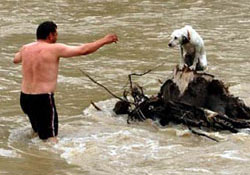 Sele kapılan köpeği kurtardı