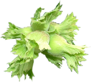 'Fındık Kozalak Akarı' uyarısı