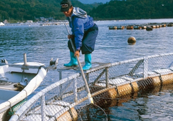Balıkçılara gün doğdu