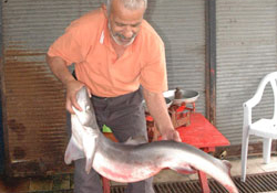 Trabzon'da köpekbalığı yakalandı