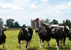 Samsunda şap paniği