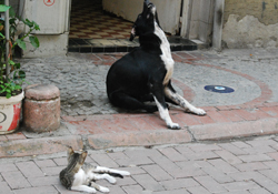 İşte dostluk örneği