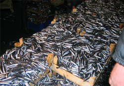 Türk balığı Avrupa'ya Polonya'dan girdi