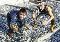 Su ürünlerinde ABye uyumsuzuz