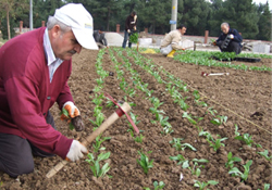 Bafra çiçek açıyor