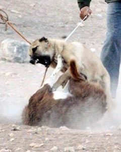 Şanlıurfa'da çocukların vahşi oyunu