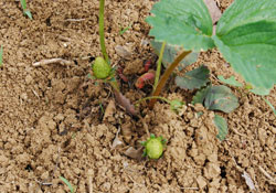 Bu üçlü fındığın tahtını sallar