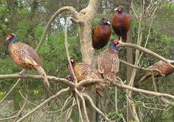 20 bin sülün üretilecek