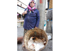 Canlı tavuklara ilgi arttı