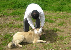 Sokak köpekleri aşılanıyor