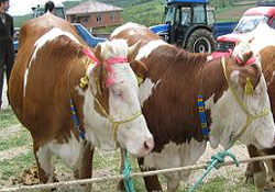 Küpesiz hayvan sahiplerine ceza