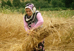 Buğday için kritik günler başlıyor