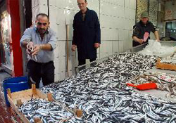 Sıcak hava hamsiyi kaçırdı