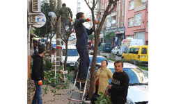 Ağaçlara kış bakımı