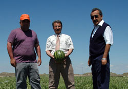 Karpuz tarlada Avrupa'ya satıldı