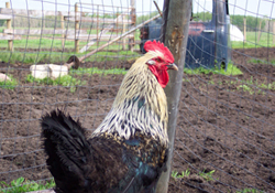 O HES'e inceleme geliyor!