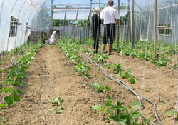 Türkiye tohumda dışa bağımlı