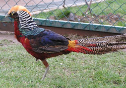 Samsun 'Sülünlerin Diyarı'