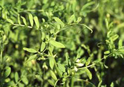 Nisan'ın şampiyonu mercimek