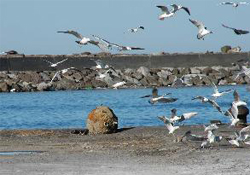 Balıkçı ağına mayın takıldı