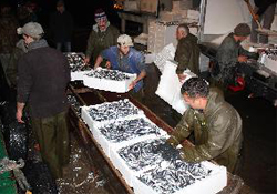 Hamsi fiyatları arttı