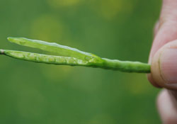 'Bitki Kaynaklı' enerji üretimi