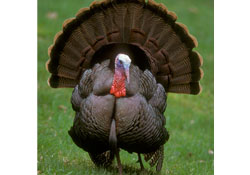 Canlı hindi alırken nelere dikkat etmeli