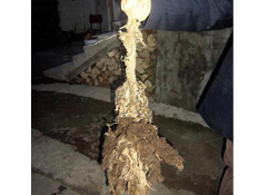 İneğin karnından halat çıktı