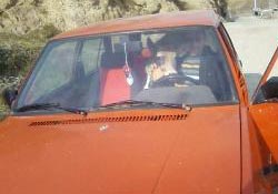 İneğini otomobiliyle taşıdı