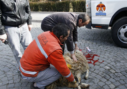 Başkan kurban kesti