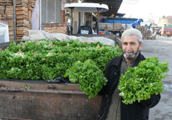 Marul üreticinin yüzünü güldürüyor