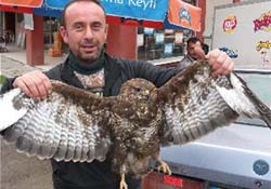Yaralı kartal emin ellerde