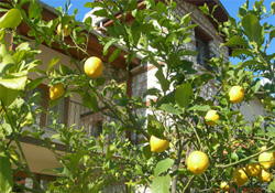 Rokolte artınca limon dalda kaldı!