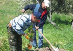 420 bin fidan toprakla buluştu