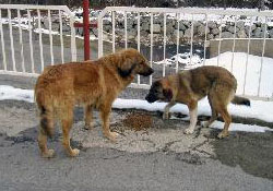 Sokak hayvanları unutulmadı