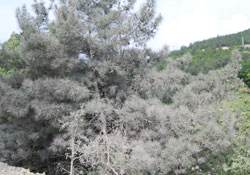 'Büyükşehir katliama göz yumuyor'