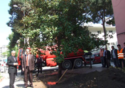 Ihlamur yerine manolya