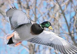 Kayıp ördekler aranıyor