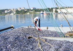 Sinop'ta 12 bin 374 ton hamsi avlandı