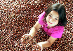 Samsun'da fındık sevinci