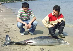 Ölü yunus çocukları üzdü