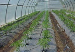 'Organik seracılık önemli'