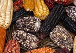 GDO ürün pazarı büyüyor